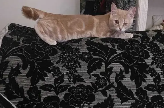 Кошки потеряшки, Усадище, фото: Потеряшка рыжая кошка, Южная ул. 5, Усадище