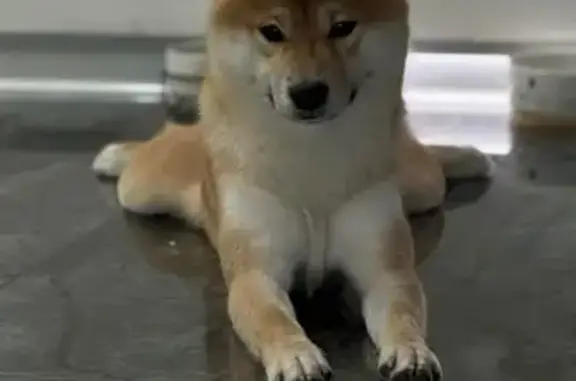 Собаки потеряшки, Зеленогорск, фото: Потеряшка собака, Зеленогорск, ул. 53