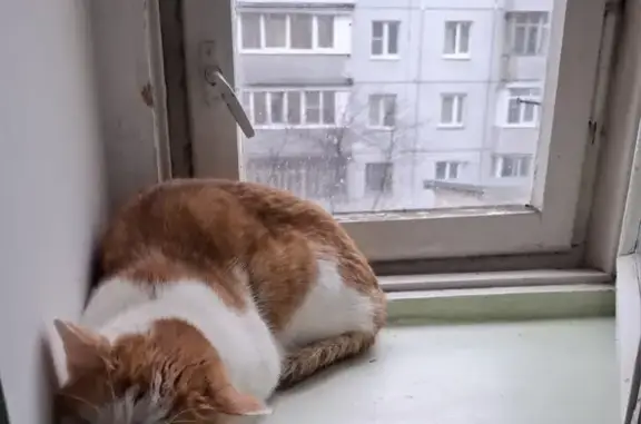 Пропала кошка, ул. Ленина 75/33, Калуга