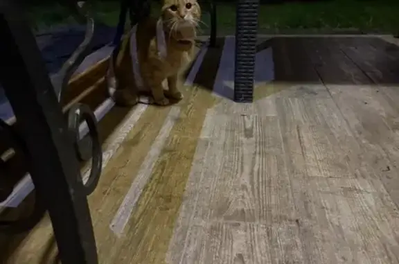 Найдена кошка, Калининград, фото: Кошка найдена: Лейт. Катина, Калининград