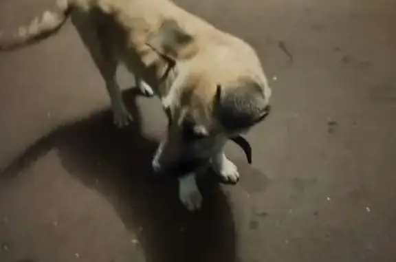 Найдена собака, ул. Быковского, Ростов-на-Дону