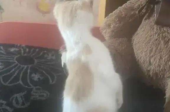 Пропала кошка, Кольцовская 35, Воронеж