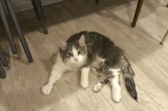 Найдена кошка, Липецк, фото: Кошка найдена: пр. Победы, 89, Липецк