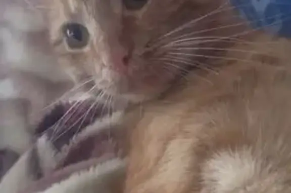 Кошки потеряшки, , фото: Потеряшка кошка, Н6518, Подлабенский Совет