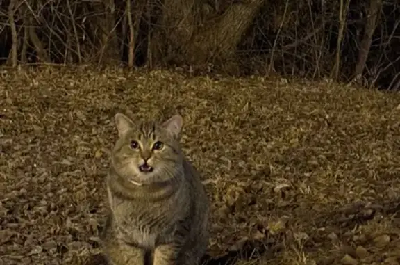 Найдена кошка, Тобольск, фото: Кот найден в Тобольске, Аллея жён Декабристов