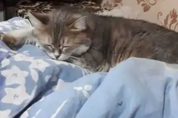 Пропала кошка, Набережная ул., Павловск