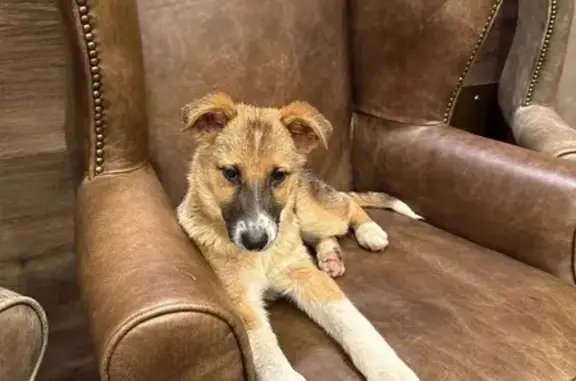 Пропал щенок в Лукино, Истра, МО