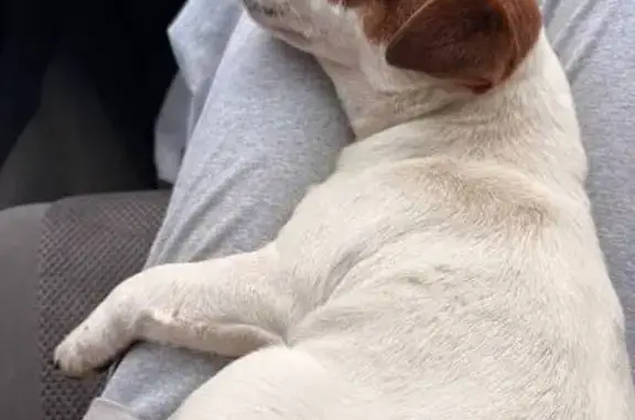 Пропала собака в Клюкве, Курская обл.