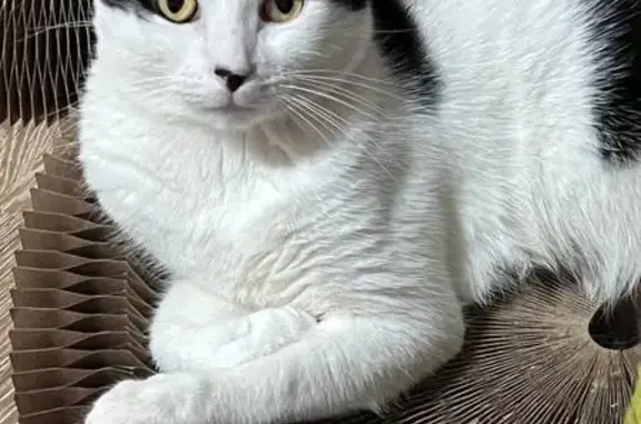 Кошки потеряшки, Краснодар, фото: Потеряшка кошка, Симферопольская 56, Кр.