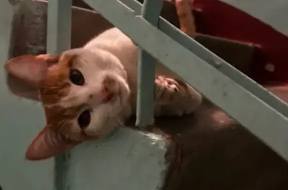 Найдена кошка, Нижний Новгород, фото: Кошка найдена: пр. Героев, 41, Нижний Новгород