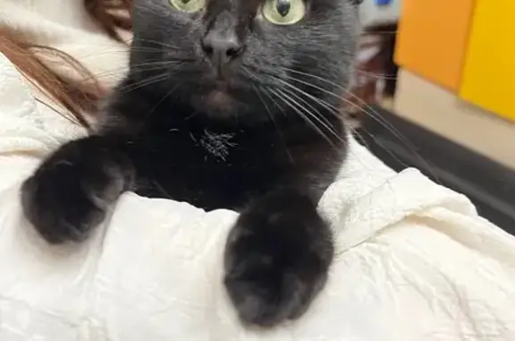 Найдена кошка, Санкт-Петербург, фото: Найдена кошка, Витебский пр. 79 к3, СПб