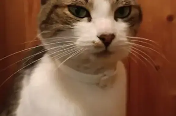 Найдена кошка, Ростов-на-Дону, фото: Кошка найдена: Газетный пер., 102/159, Ростов-на-Дону