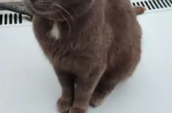 Кошки потеряшки, Калининград, фото: Потеряшка серая кошка, 3-я Окружная, 175