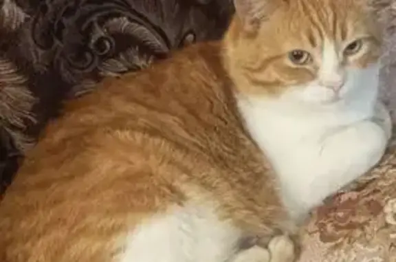 Пропала кошка, ул. Можайского 7, Вологда