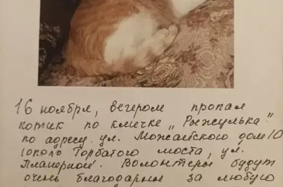 Пропала кошка, ул. Можайского, Вологда