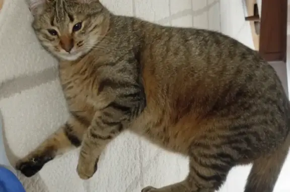 Пропала кошка, ул. Губкина, 18Б, Казань