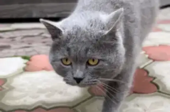 Найдена кошка, Волгоград, фото: Найден кот, ул. Сержанта Воронова, 57/139