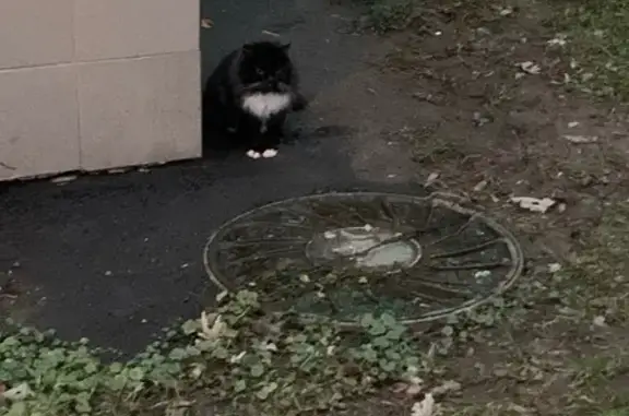 Найдена кошка, Москва, фото: Котенок найден: Беловежская ул., 39 к3