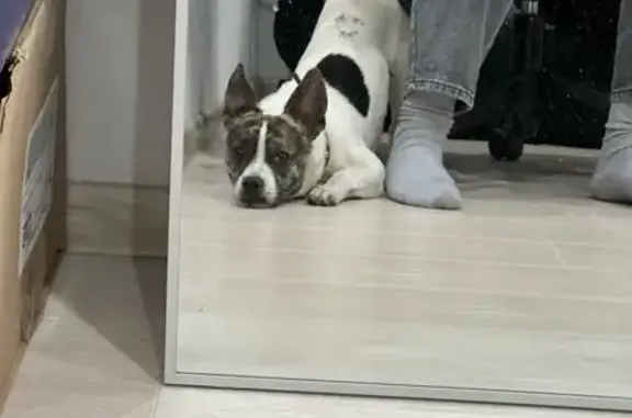 Найдена собака, Ростов-на-Дону, фото: Найдена собака, Горсоветская 49 с2