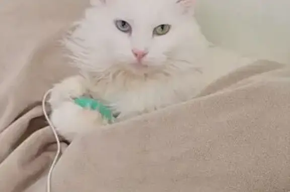 Пропала белая кошка на ул. Гвардейской, Сочи