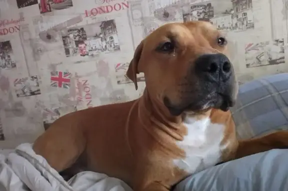 Пропала собака, Краснооктябрьская 24А