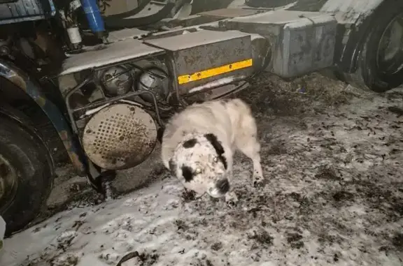 Найдена собака, Екатеринбург, фото: Собака найдена: Тагильская ул., Екатеринбург