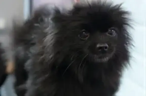 Пропала собака, ул. Молодогвардейцев, 60Б