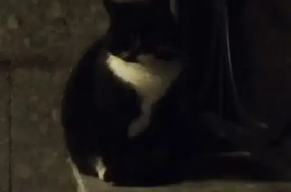 Найдена кошка, Санкт-Петербург, фото: Кошка найдена: Петрозаводская ул, 12