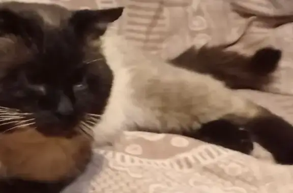 Пропала кошка, Дзержинского, Ленобласть