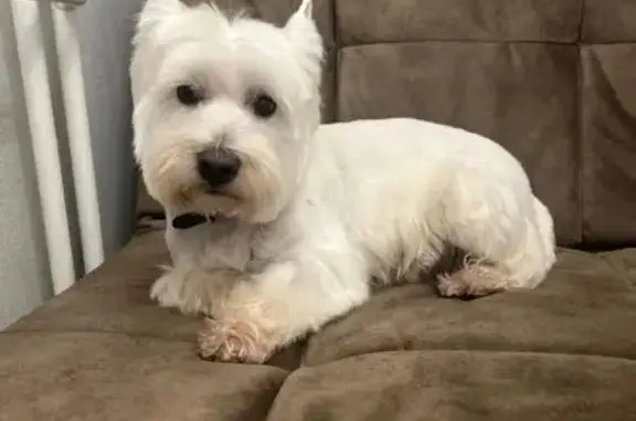 Пропала собака, ул. Есенина 1А, Батино