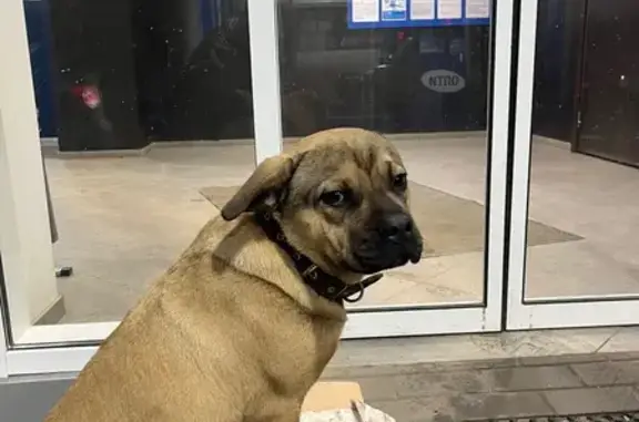 Найдена собака, Алексин, фото: Собака найдена: шоссе Генерала Короткова