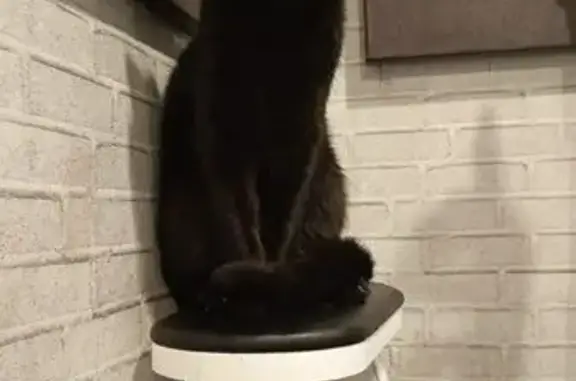 Пропала чёрная кошка, Хромова 14, Тверь