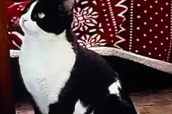 Пропала кошка, Генерала Штеменко 7, Волгоград