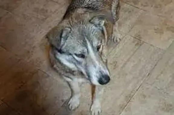 Найдена собака, , фото: Найдена собака, Пнево, 29Н-286