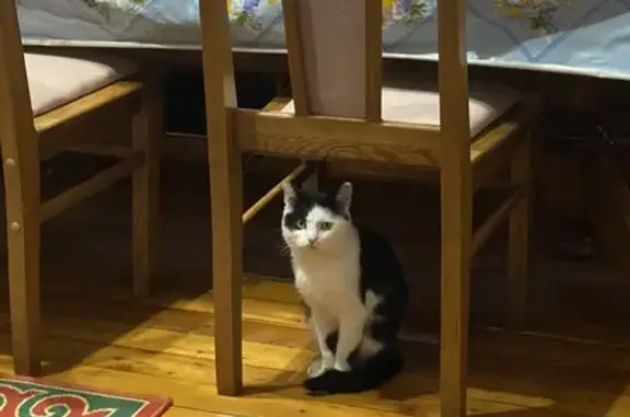 Кошки потеряшки, , фото: Потеряшка кошка, Новая ул. 30, Пригородный