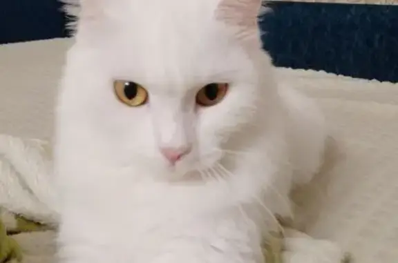 Пропала кошка, Кленовая ул., Кузнецово