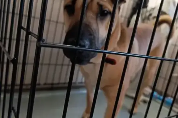 Найдена собака, ул. Попова, 11, Омск