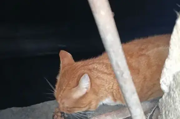 Найдена кошка, Иркутск, фото: Кошка найдена: ул. Терешковой, 31, Иркутск