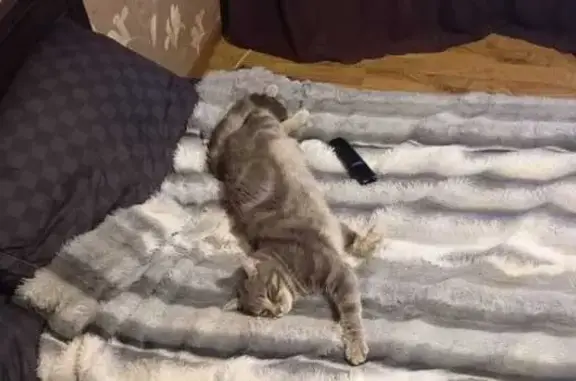 Пропала кошка, Гаражный пер., 9, Краснодар