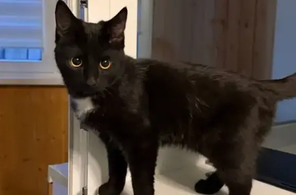 Кошка найдена: пр. Ленина 147 к5, Тула