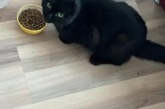 Объявления о пропавших и найденных животных, Майма, фото: Котенок найден: Майма, Жилмассив-Алгаир 76