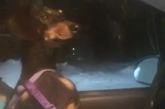 Собака найдена: ул. Мокрушина, Томск