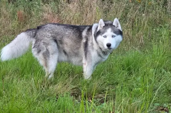 Собаки потеряшки, Владимирская область, фото: Потеряшка собака у деревни Долматово, ЛЭП