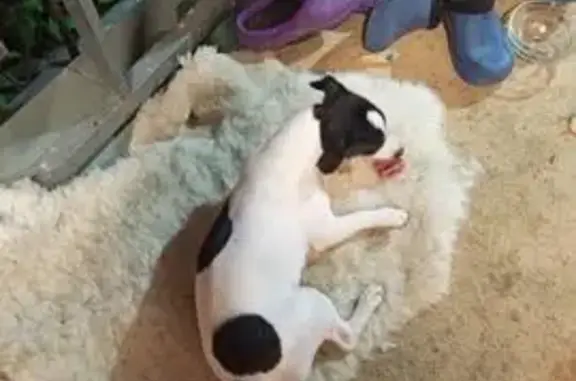 Пропала собака, ул. Карбышева 6, Ставрополь