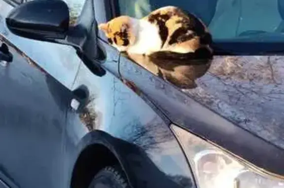 Найдена кошка, Новокузнецк, фото: Кошка найдена: ул. Новаторов, 13, Новокузнецк