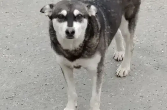 Собаки потеряшки, Хабаровск, фото: Потеряшка собака, Тихоокеанская 204А к6