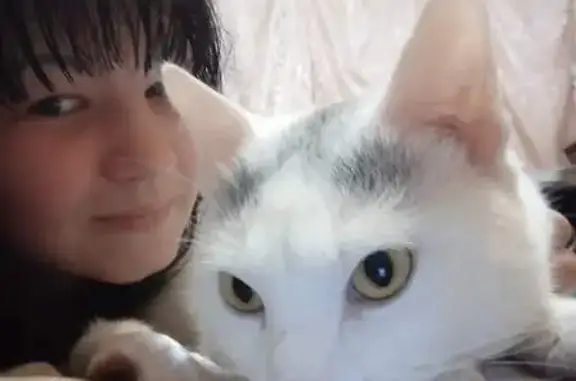 Пропала кошка, ул. Карбышева 6, Ставрополь