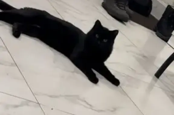 Кошки потеряшки, Чита, фото: Потеряшка кошка, Московский тракт, Чита