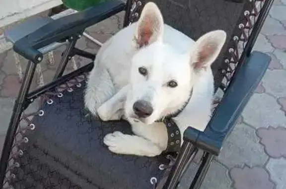 Собаки потеряшки, Ростов-на-Дону, фото: Потеряшка собака на Всесоюзной, 71, Ростов-на-Дону