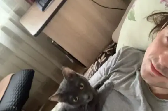 Пропала кошка Шика, ул. Комарова, Челябинск